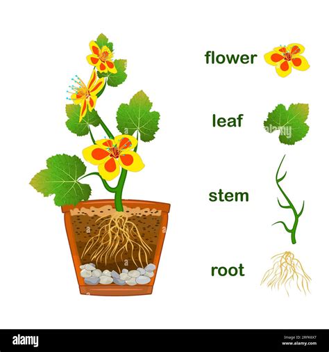 Stem And Leaves Chart