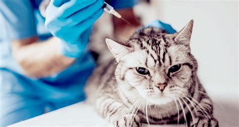 steroids for cats