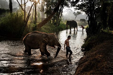 steve mccurry animals ediz italiana PDF