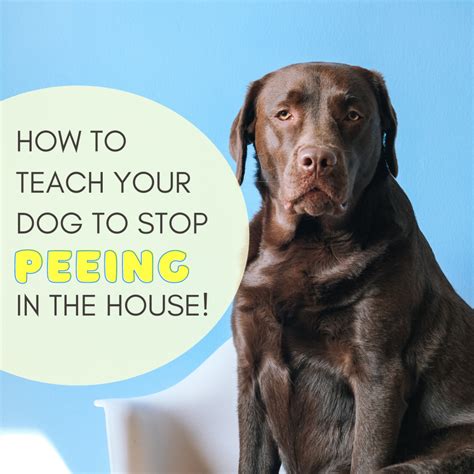 stop a dog peeing in the house