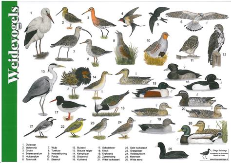 strand en watervogels vogelgids met fotos van alle vogels Kindle Editon