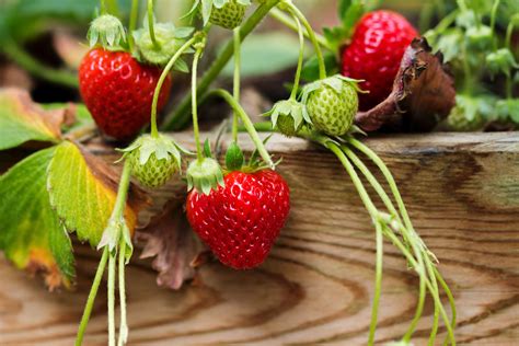 strawberry growing