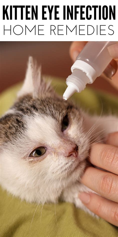 stray kitten eye infection home remedy