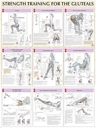 strength training for the buttocks poster strength training anatomy Reader