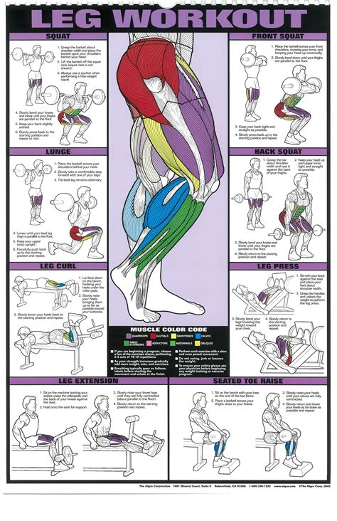 strength training for the legs poster strength training anatomy Kindle Editon