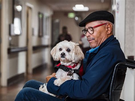 stress and anxiety service dogs