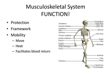 structure and function of the musculoskeletal system Doc