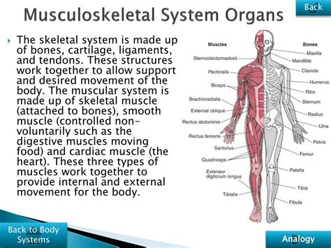 structure and function of the musculoskeletal system Doc