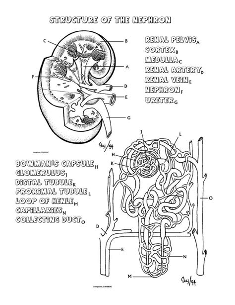structure of the nephron coloring sheet answers Kindle Editon