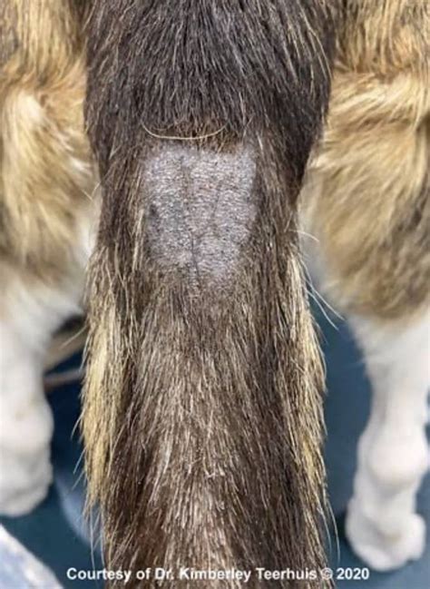 stud tail in dogs