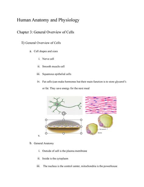 study guide for human anatomy and physiology chapter 3 Kindle Editon