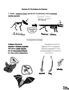 study guide section to evidence of evolution PDF