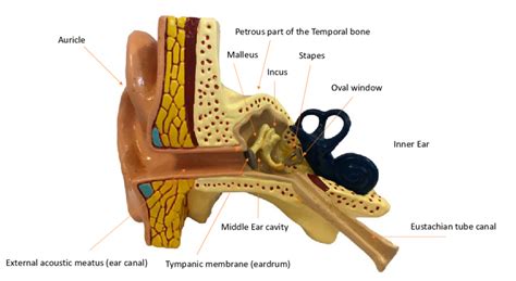 study of the ear nyt