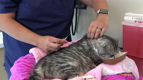 subcutaneous fluids for cats