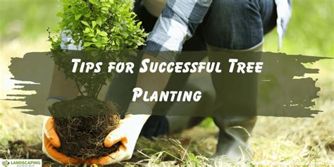 successful tree planting and care successful tree planting and care Doc