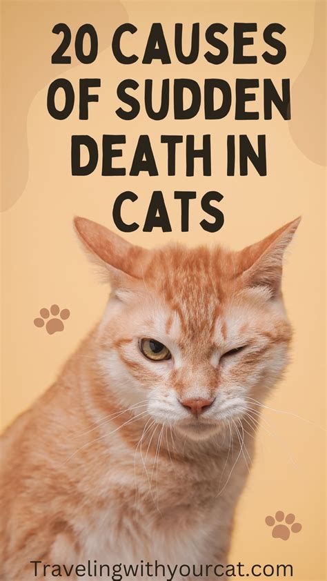 sudden death in cats