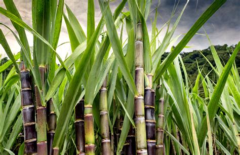 sugar cane planting guide Reader
