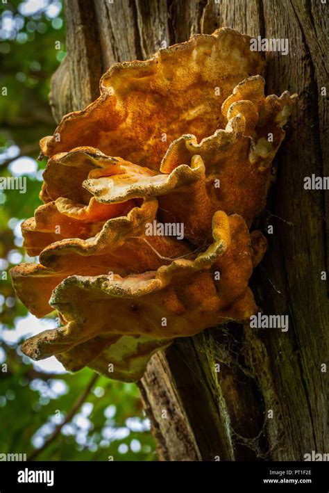 sulphur shelf or chicken of the woods