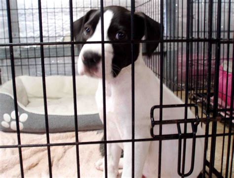 sumter county animal shelter