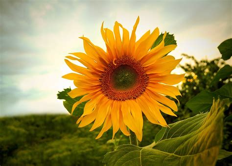 sun flower high quality potos download PDF