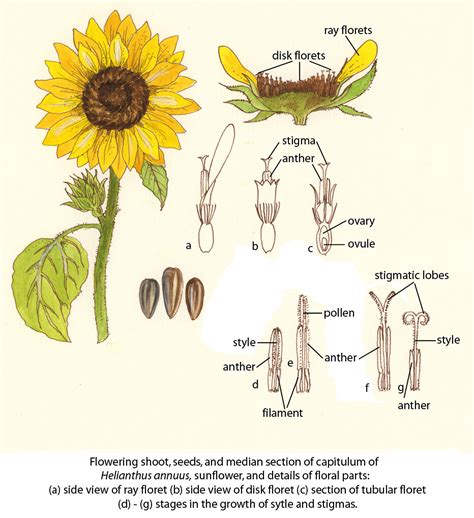 sunflower diagram parts pdf Doc