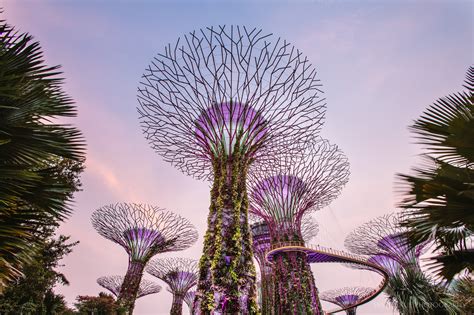 supertree grove gardens by the bay