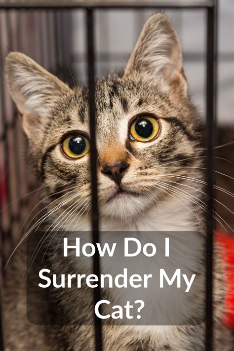 surrender cat near me