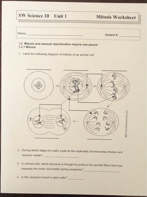 sw science 10 mitosis worksheet answers Kindle Editon