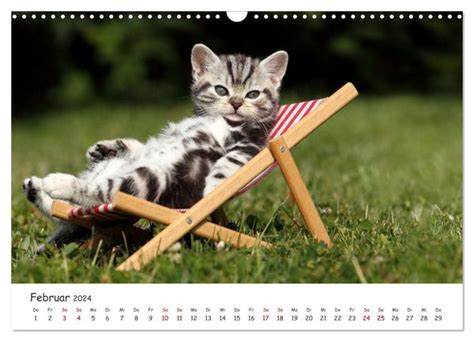 sweet kittens 2016 18 monatskalender myrna kalender Doc