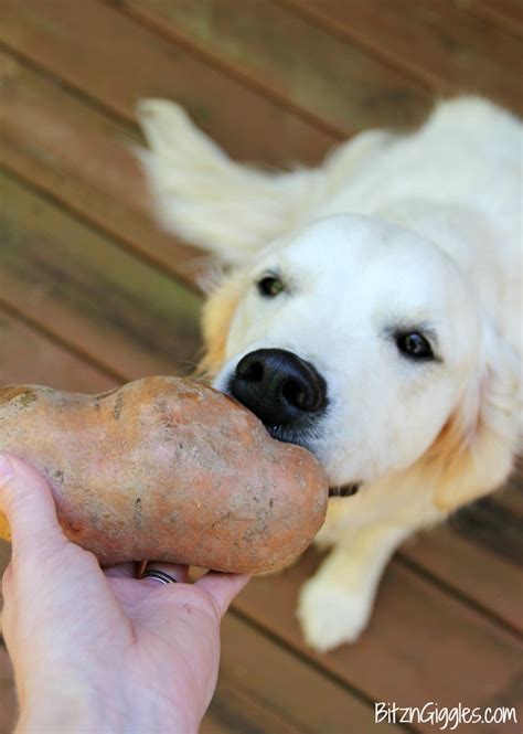 sweet potato dog