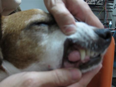 swelling on dog's gum