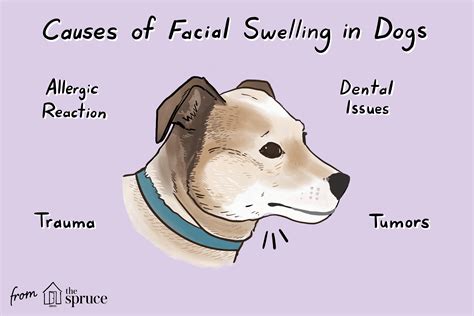 swelling on dogs face