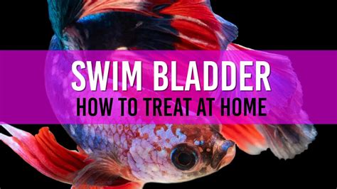 swim bladder disease treatment