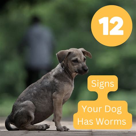 symptoms dog has worms