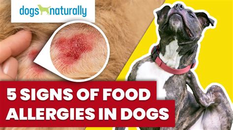 symptoms of allergic reaction to dog food