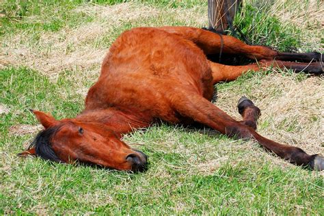 symptoms of equine encephalitis