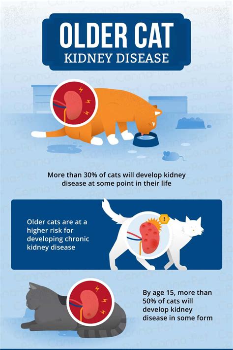 symptoms of kidney disease in cats