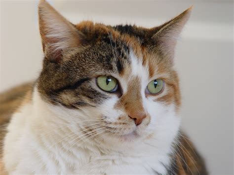 tabby calico cat