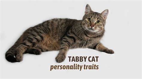 tabby cat personalities