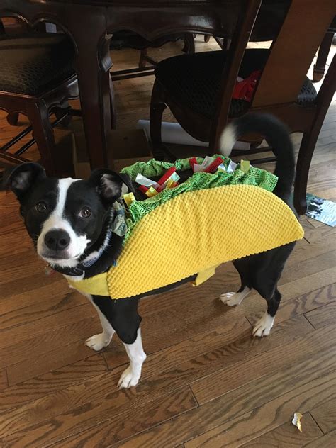 taco dog