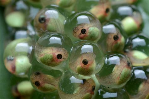 tadpoles eggs