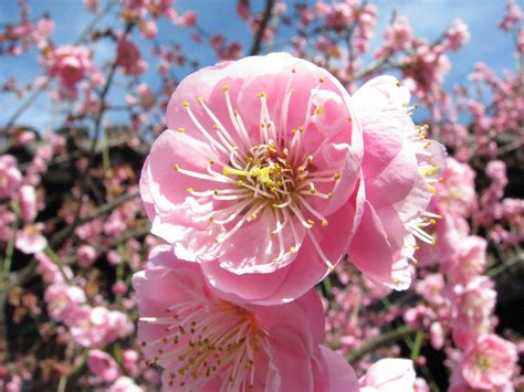 taiwan flower