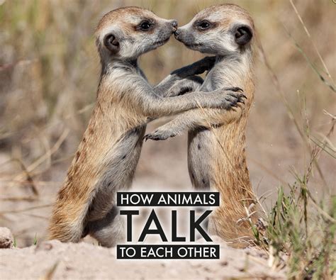 talking animals and others Doc