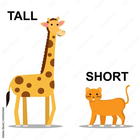 tall & big