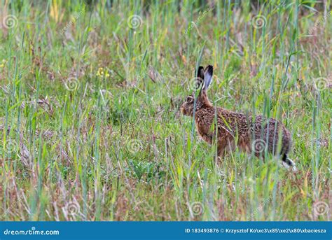 tall grass hare meadow Reader