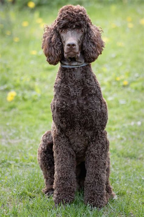 tall poodle breed