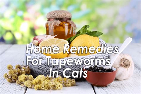 tapeworm treatment cats