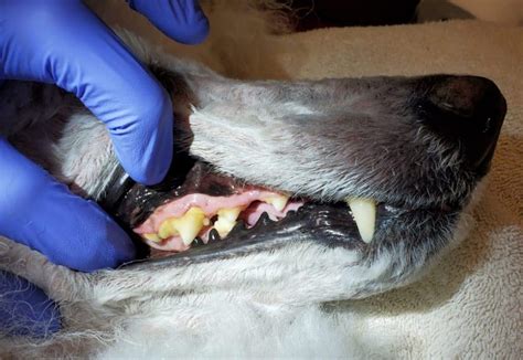 tartar on dogs teeth