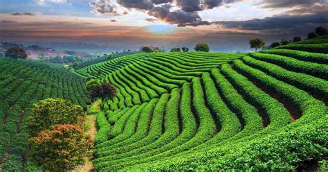 tea gardens places to make and take tea Doc