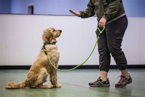 teaching a puppy obedience